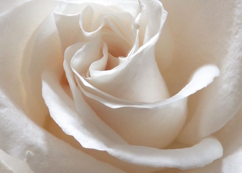 White Swirl - floral